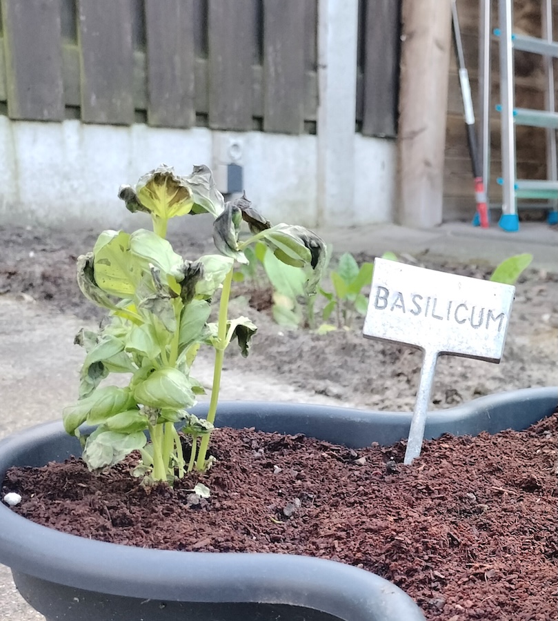 Un pied de basilic dont une partie des feuilles est noircie et rabougrie, à côté d'un petit panneau métallique gravé du mot "basilicum"