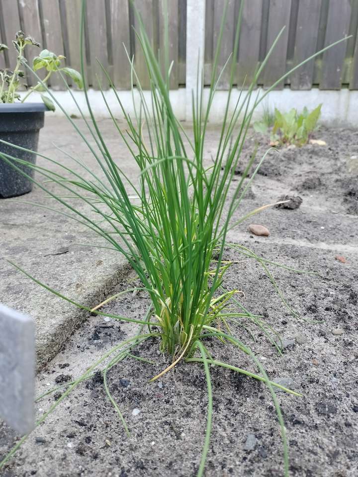 Un plant de ciboulette