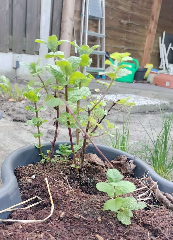 Un pied de menthe dans une jardinière