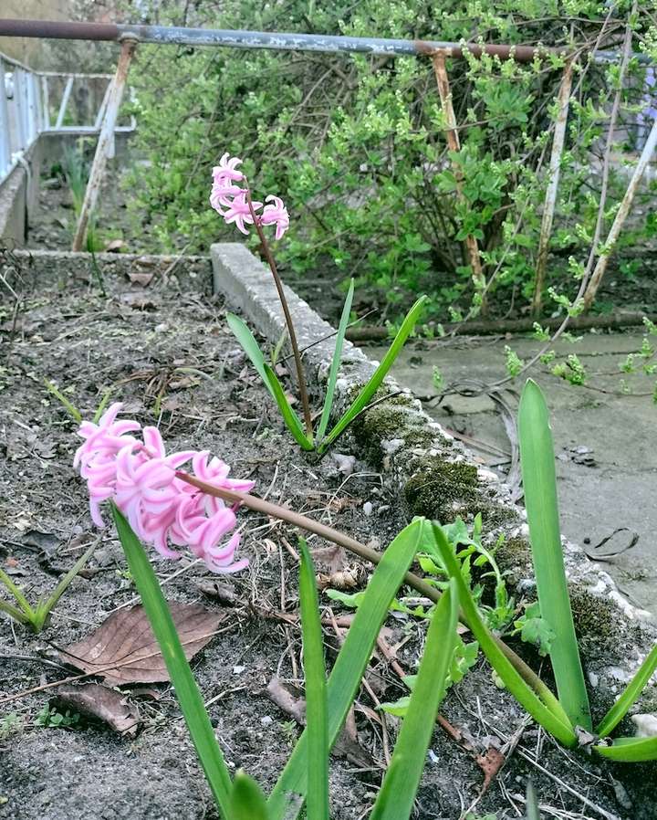 Deux jacinthes avec des fleurs roses