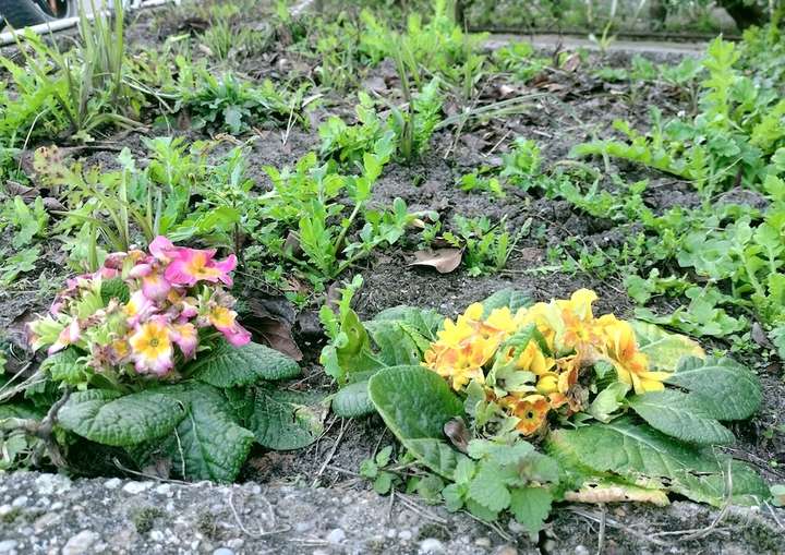 Deux primevères aux fleurs roses et jaunes fanées