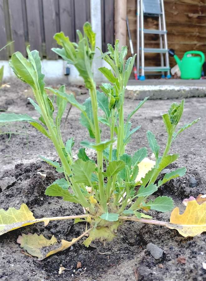 Un pied de chou-rave planté dans le sol, avec de longues branches
