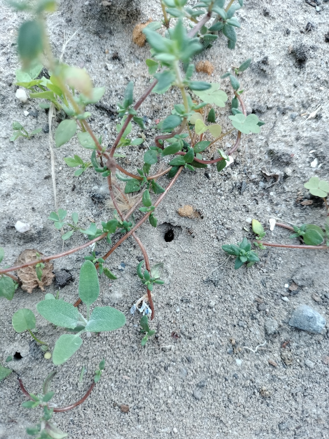 Pied de thym avec un trou dans le sable et quelques fourmis autour