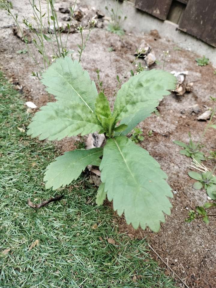 Jeune plante à grandes feuilles dentelées