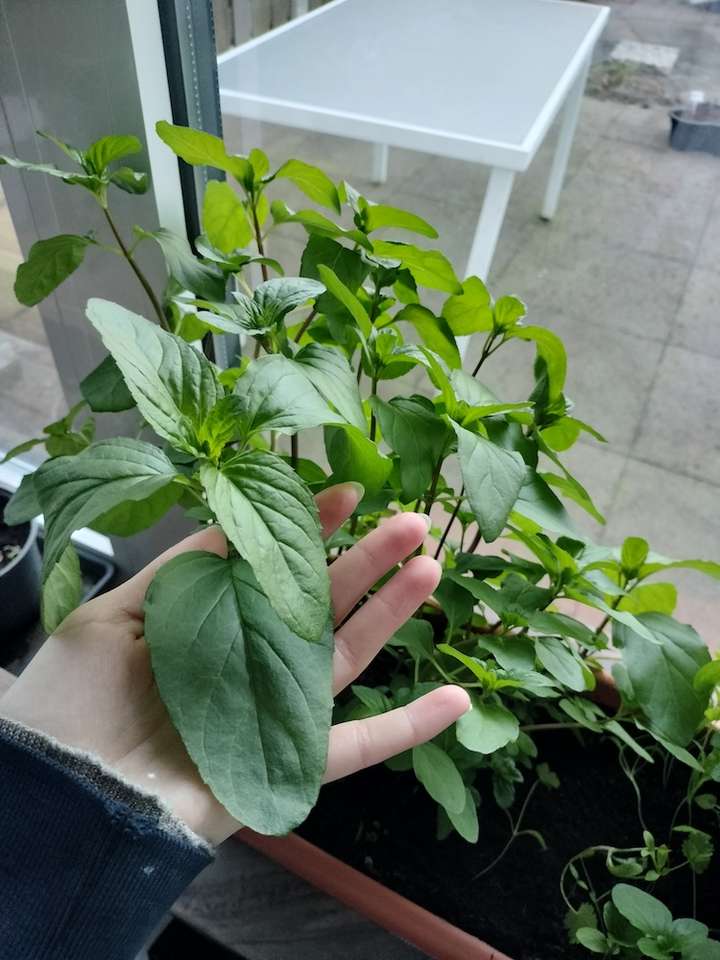 Branche de basilic tenue par une main. Une feuille couvre la moitié de la paume.