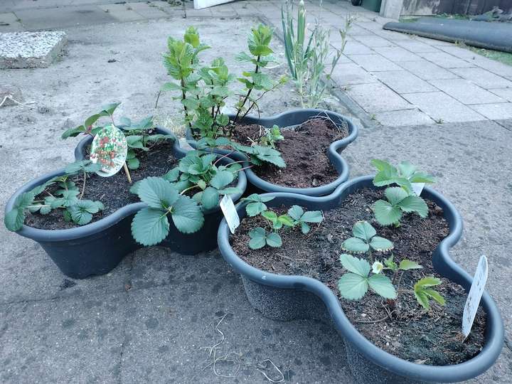 Pots trilobés posés côte à côte sur le sol, contenant des fraisiers et de la menthe.