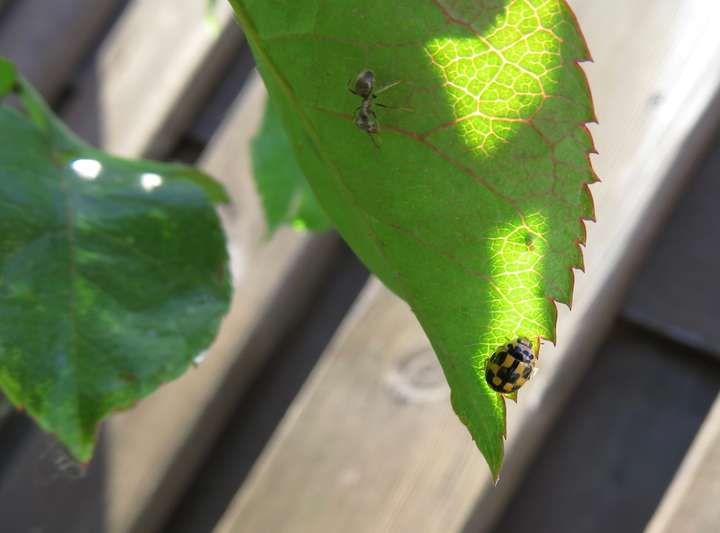Coccinelle à damier, quadrillage noir sur fond orange, se baladant sous une feuille de rosier