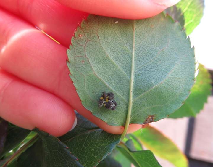 Une main soulève une feuille de rosier pour en montrer l'envers, où se trouve un groupe de larves de coccinelles fraîchement sorties de leur oeuf