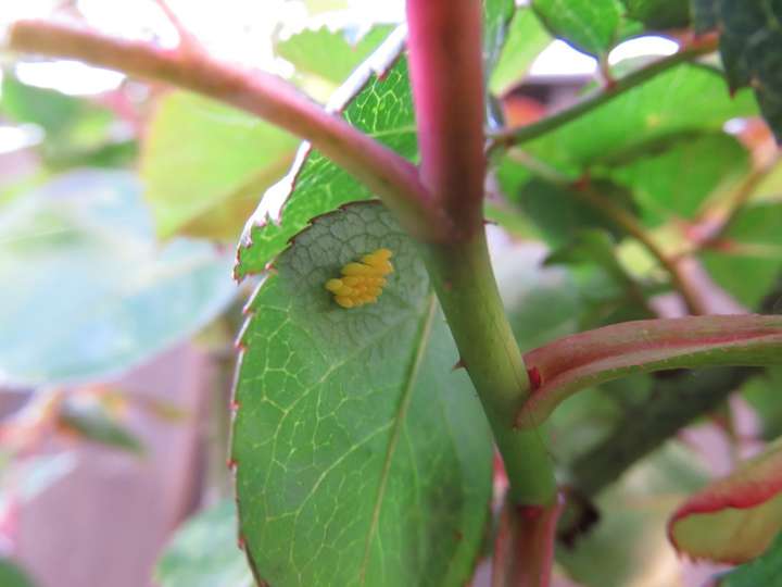 Petit groupe d'oeufs de coccinelle sous une feuille de rosier