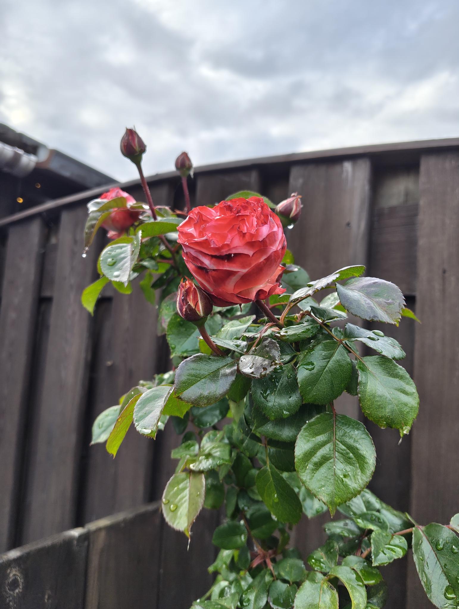 Une rose bien rose, presque ouverte, avec d'autres boutons visibles en arrière-plan