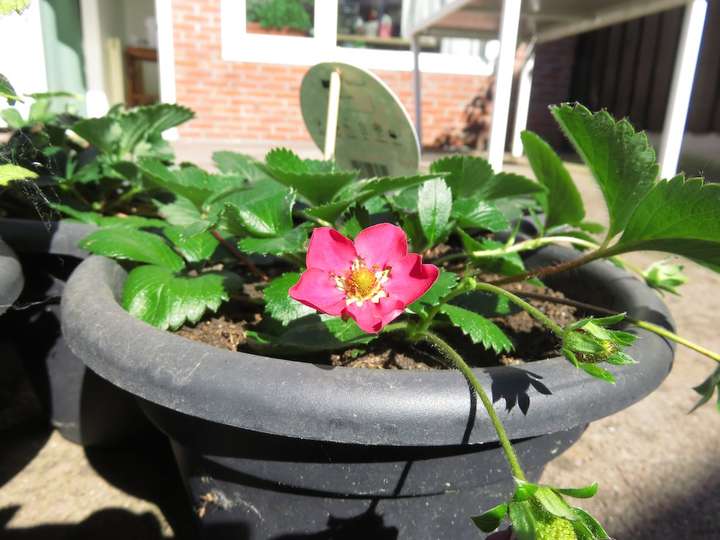 Fleur de fraisier rose vif