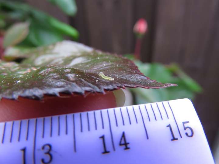 Deux millimètres de chenille vert translucide sur feuille de rosier rougeâtre, règle mauve à l'avant-plan pour l'échelle