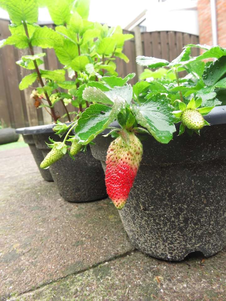 Fraise de forme allongée, pendant hors du pot, en cours de rougissement