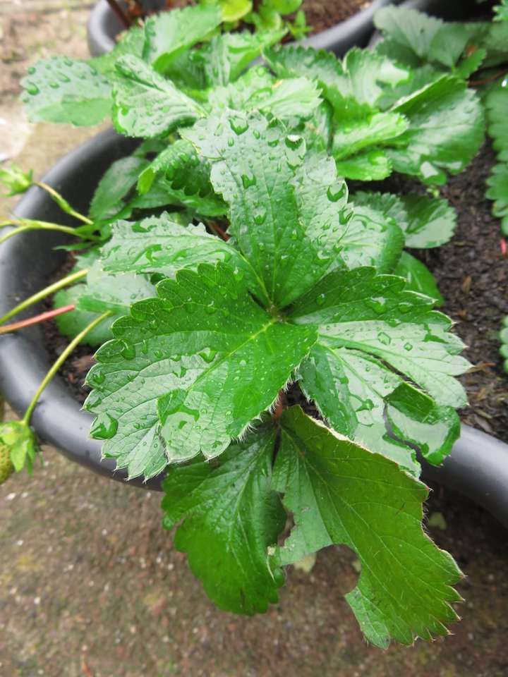 Feuilles de fraisier avec des trous et déchirures